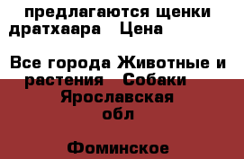 предлагаются щенки дратхаара › Цена ­ 20 000 - Все города Животные и растения » Собаки   . Ярославская обл.,Фоминское с.